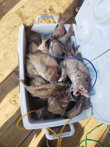 Fishing Charter «Miss Virginia Deep Sea Fishing», reviews and photos, 7847 Bayview St, Port Richey, FL 34668, USA