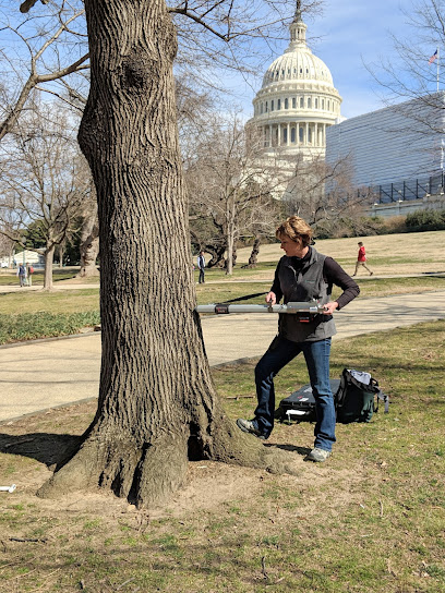 Arborist and tree surgeon