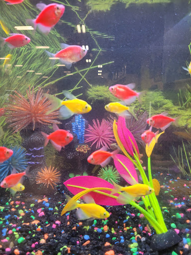 Pet Supply Store «PetSmart», reviews and photos, 4500 Mitchellville Rd, Bowie, MD 20716, USA