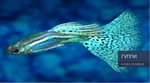 Bestfish24 — частная рыборазводня, более 280 видов рыбок разного размера и цвета