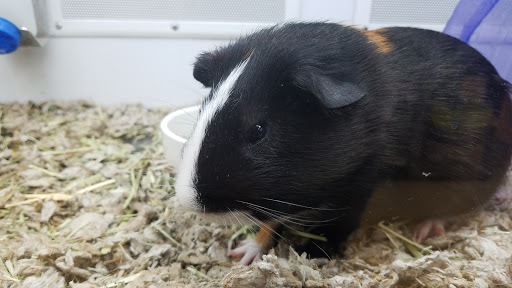 Pet Supply Store «Petco Animal Supplies», reviews and photos, 1080 Washington Square Center, Washington, MO 63090, USA