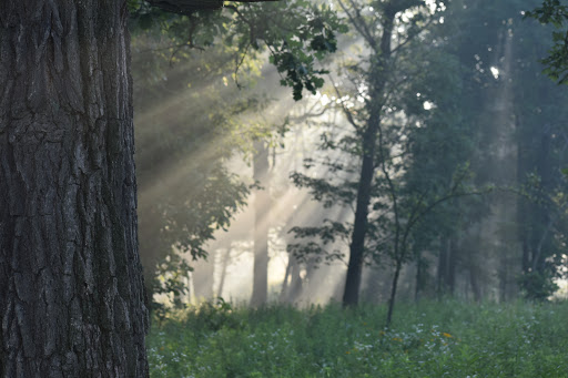 Nature Preserve «Greenbelt Forest Preserve», reviews and photos, 1110 S Green Bay Rd, North Chicago, IL 60035, USA