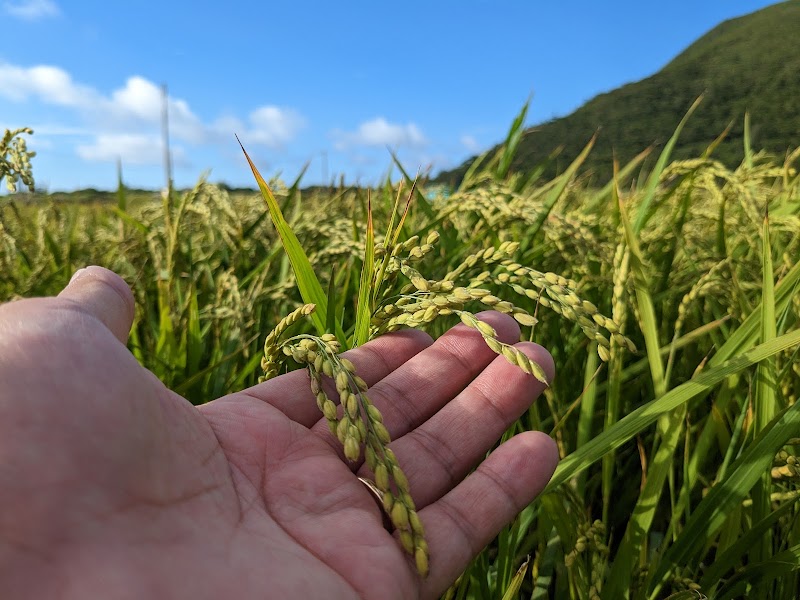 琉球泡盛テロワールファーム島尻