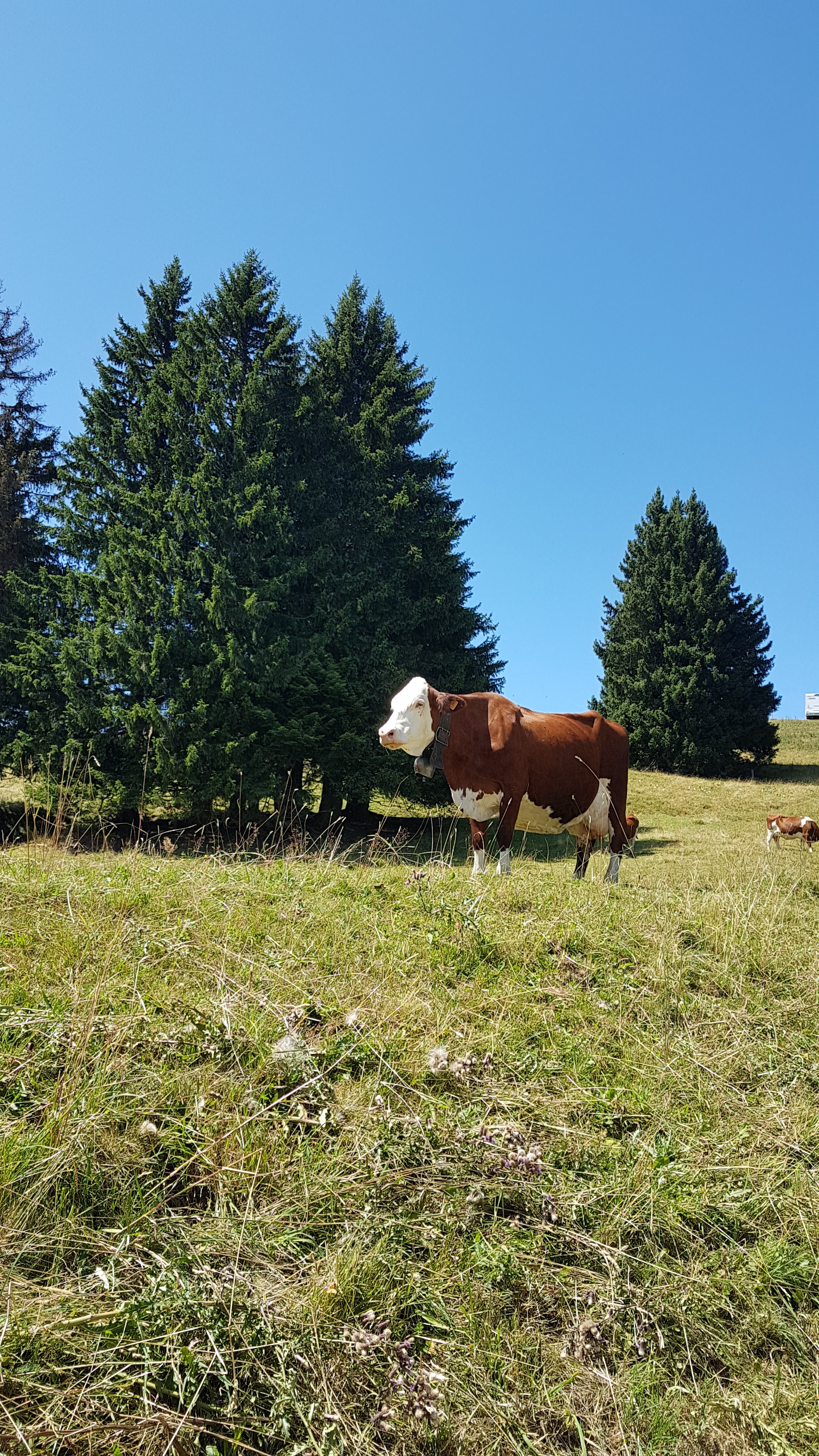 Photo n° 21 de l'avis de Jean.i fait le 11/08/2019 à 12:35
