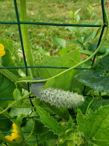 Health Food Store «Vineyard Grocer», reviews and photos, 294 State Rd, Vineyard Haven, MA 02568, USA