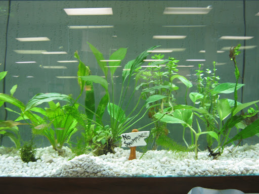 aquarium imports