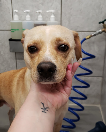 Pet Supply Store «Pet Supplies Plus», reviews and photos, 211 Golden Isles Plaza, Brunswick, GA 31520, USA