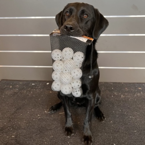 Sporting Goods Store «Play It Again Sports - Brentwood, TN», reviews and photos, 1701 Mallory Ln #350, Brentwood, TN 37027, USA