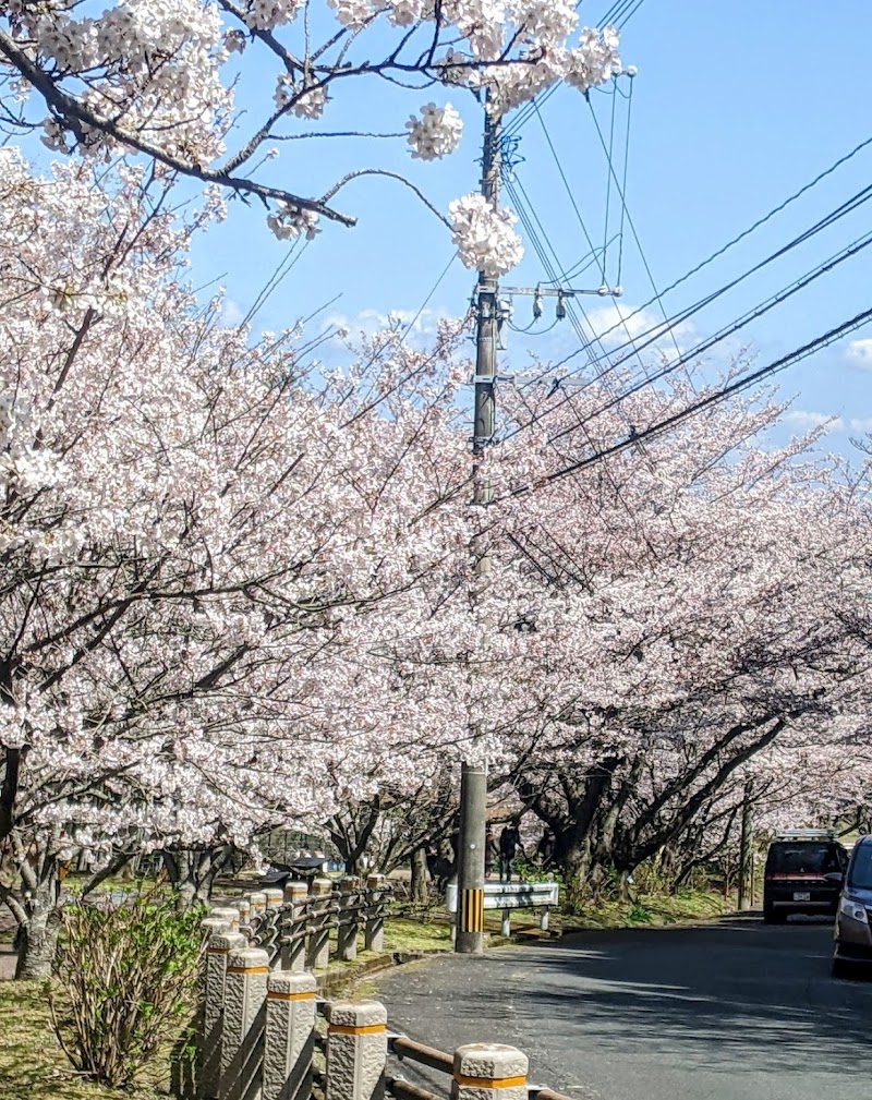 成田山不動寺参道桜並木