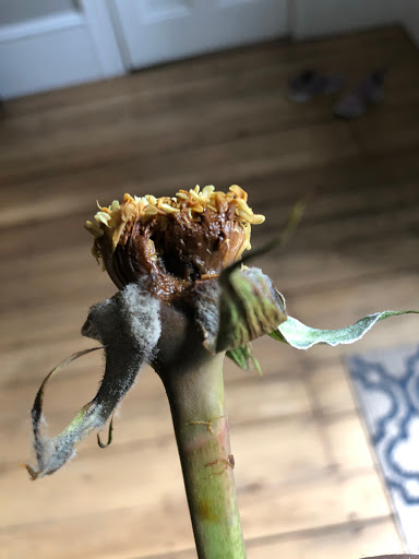 Florist «Winston Flowers - Concord», reviews and photos, 32 Main St #5, Concord, MA 01742, USA