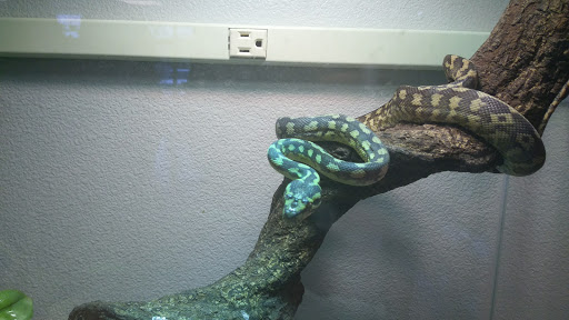 Pet Store «Exotic Pets», reviews and photos, 2410 N Decatur Blvd #160, Las Vegas, NV 89108, USA