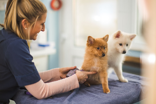 Comments and reviews of Christopher Carter Veterinary Surgery