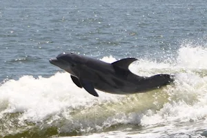 Orange Beach Private Family Dolphin Tours & Boating Safaris image
