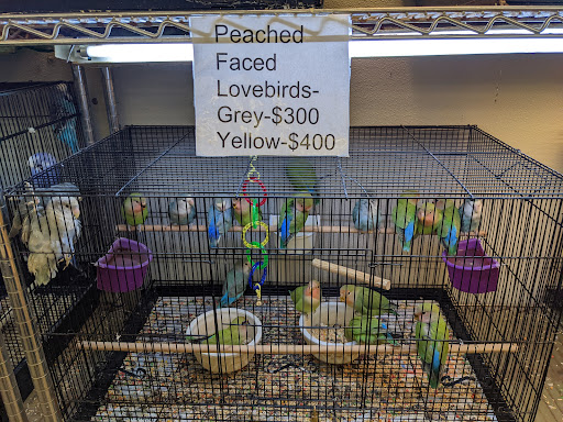 Parrots Of The World Aquarium and Pet Center, 316 Sunrise Hwy #1, Rockville Centre, NY 11570, USA, 