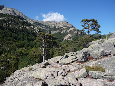 Furesta d’Aïtone à Albertacce