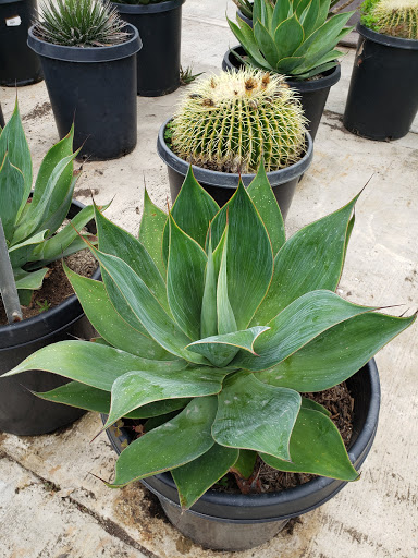 Terra Bella Nursery, Inc. image