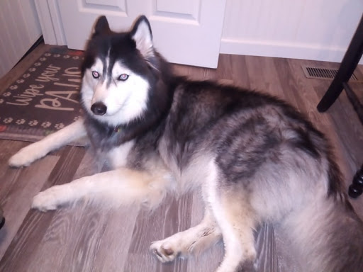 Pet Supply Store «PetSmart», reviews and photos, 3425 Amelia Dr, Orchard Park, NY 14127, USA