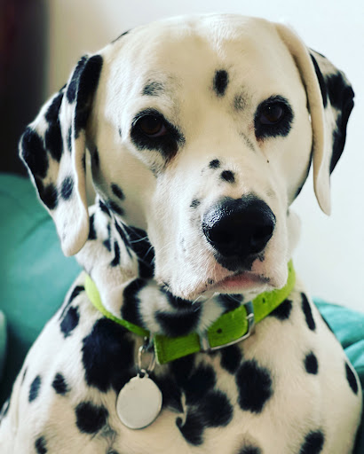 Pet Supply Store «Pet Supplies Plus», reviews and photos, 31029 Harper Ave, St Clair Shores, MI 48082, USA