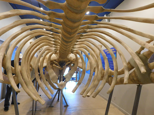 Cruise Agency «Capt. Bill & Sons Whale Watch», reviews and photos, 24 Harbor Loop, Gloucester, MA 01930, USA