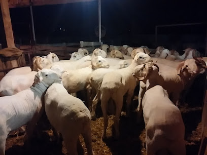 Steinfeldt Sheep Shearing