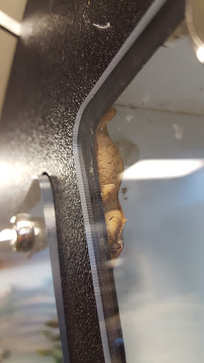 Pet Store «Olathe Pet Shop», reviews and photos, 16651 151st St, Olathe, KS 66062, USA