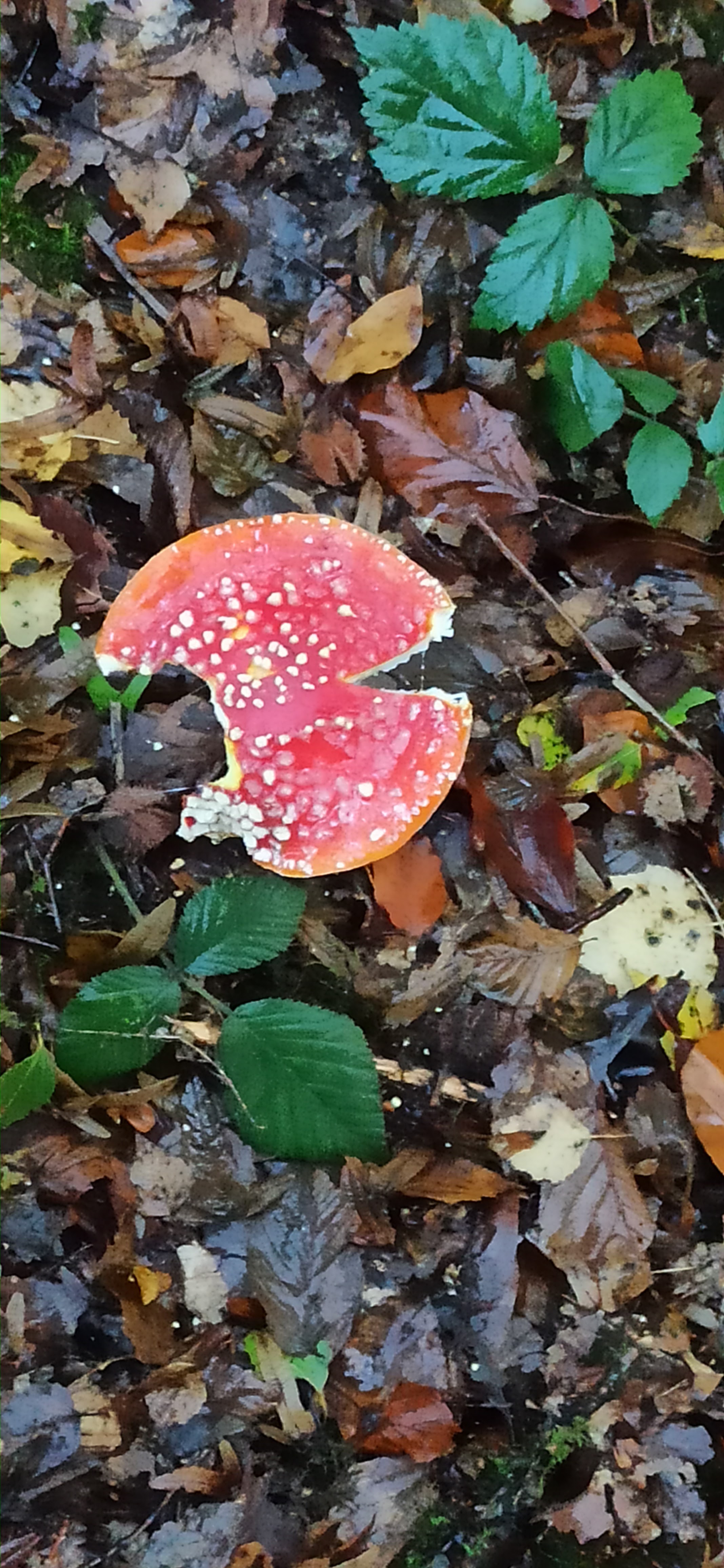 Photo n° 6 de l'avis de E.- fait le 23/10/2023 à 20:47