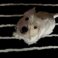 Pause for Pets - Photo 5 - Car repair in Algonquin, IL, Elgin