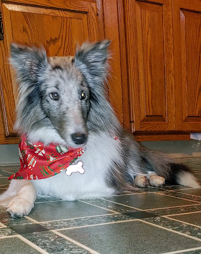 Pet Supply Store «PetSmart», reviews and photos, 89 Commercial Rd, Leominster, MA 01453, USA