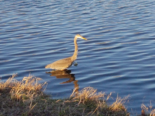 Park «Russell Creek Park», reviews and photos, 3500 McDermott Rd, Plano, TX 75025, USA