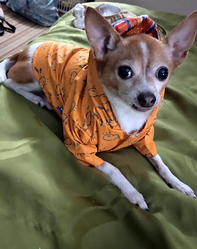 Nunn Don E DVM image