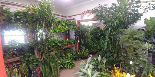 Florist «Plant Safari», reviews and photos, 653 N Central Ave, Upland, CA 91786, USA