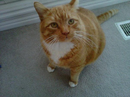 Traverse Mountain Pet Care