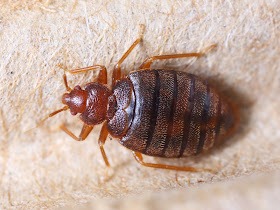 Bedbug Action Force
