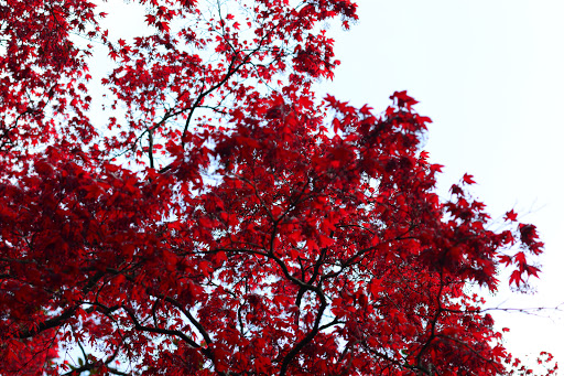 Heritage Museum «Hillwood Estate, Museum & Gardens», reviews and photos, 4155 Linnean Ave NW, Washington, DC 20008, USA