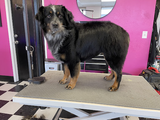 Wags N' Whiskers Pet Boutique Pet Grooming