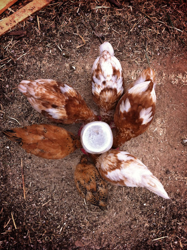 Produce Market «Blue Moon Acres», reviews and photos, 11 Willow Creek Dr, Pennington, NJ 08534, USA