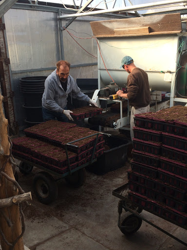 Florist «Parkview Gardens Florist & Greenhouse», reviews and photos, 1925 W Randolph St, St Charles, MO 63301, USA