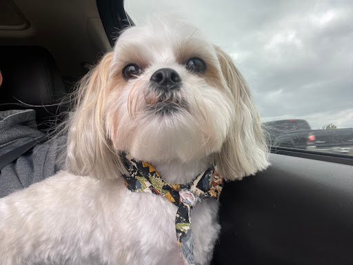 Pet Groomer «The Groom Room», reviews and photos, 1180 Long Hollow Pike, Gallatin, TN 37066, USA