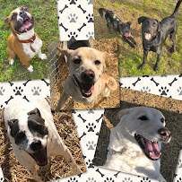 Buddy’s Bed and Biscuit - Photo 5 - Car repair in Stallings, NC, Charlotte