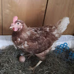 Photo n°1 de l'avis de daniela.a fait le 17/08/2023 à 20:11 sur le  Borderline Campi Bisenzio à Campi Bisenzio