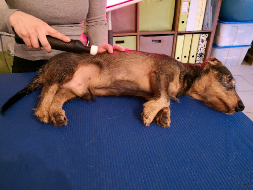 Astrid Kramzar Tierphysiotherapie Ingolstadt - Praxis für Hundephysiotherapie unter Großmehring, Bayern