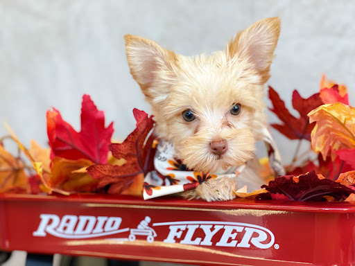 Dog Breeder «Playful Pets», reviews and photos, 115 Ridge Pike, Conshohocken, PA 19428, USA