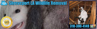 Pest Animal Removal Shreveport - Photo 2 - Car repair in , Shreveport