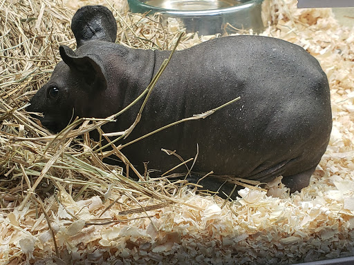 Pet Store «Incredible Pets Inc», reviews and photos, 2255 N Wickham Rd # 102, Melbourne, FL 32935, USA