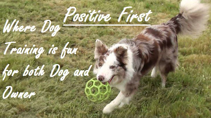 Positive First Dog Training LLC