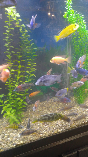 Pet Store «Pet Kingdom», reviews and photos, 4650 S Cleveland Ave, Fort Myers, FL 33907, USA