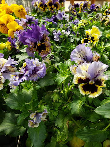 Garden Center «Town & Country Nurseries», reviews and photos, 1036 Saybrook Rd, Haddam, CT 06438, USA