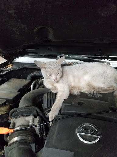 Car Repair and Maintenance «Midas», reviews and photos, 60-34 Eliot Ave, Maspeth, NY 11378, USA