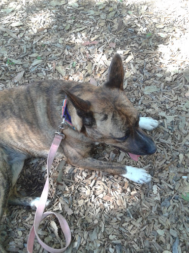 Pet Supply Store «Village Pets & Supplies», reviews and photos, 1425 Fulton Rd, Santa Rosa, CA 95403, USA