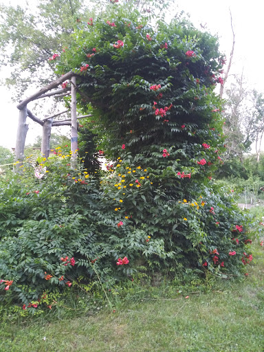 Frog Island Community Garden image 6